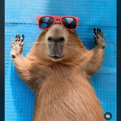 Zunzuum's profile picture. Servimos Memes, Entretenimento e Post 🥷🏻