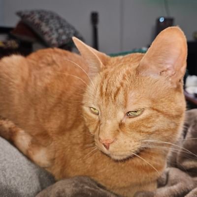 heartofalion34's profile picture. Making my way in this crazy world.
0341