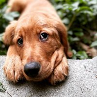 Nolan Priedigkeit (@npriedig) 's Twitter Profile