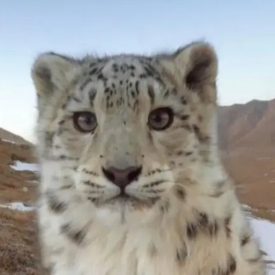 volkisxh's profile picture. NatSoc