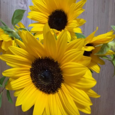 KLLIITPjBlOFPJy's profile picture. 