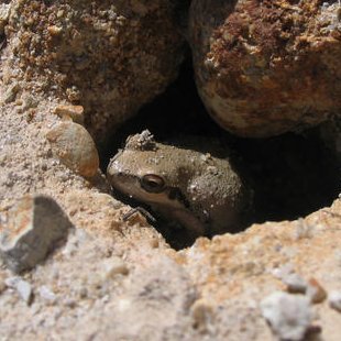 cave_frog's profile picture. I AM BEGGING YOU NOT TO  LOOK IN HERE