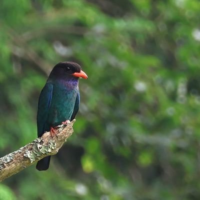 oHTxQROoDY75713's profile picture. 