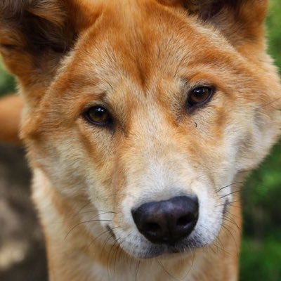 phoenishi15's profile picture. 17 she/her i like girls ♥️ fire dancer (๑•́ ₃ •̀๑) // rp/parody acc, might be ooc