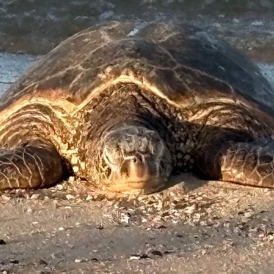 KenInJersey's profile picture. 