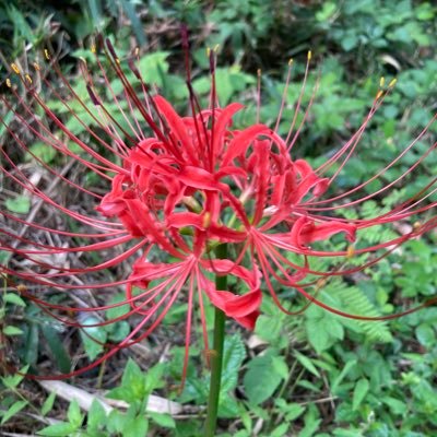 YYzvs's profile picture. G13 独立傭兵レイブン兼ことねP 新生甘栗、又の名をしょうた FM：👾📈  #やばい奴団　あと裏@9FXvUjdnY632991