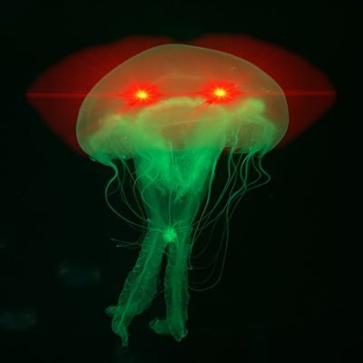 FluctuatingMe's profile picture.