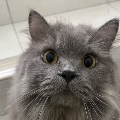 I tweet about my cats, cats in general and about Theia’s artisan products.