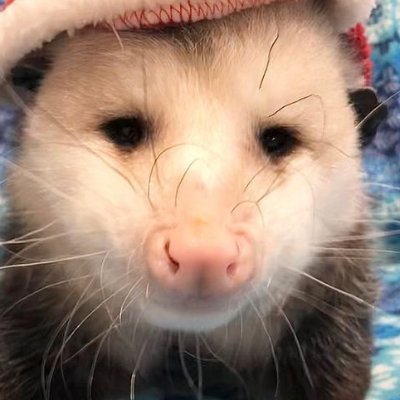 Kr7xtal11's profile picture. He/ They
Pan, or gay, whatever
MINORRRR, Be civil!
Furry
thank you.
personal, kinda, might vent, idk
