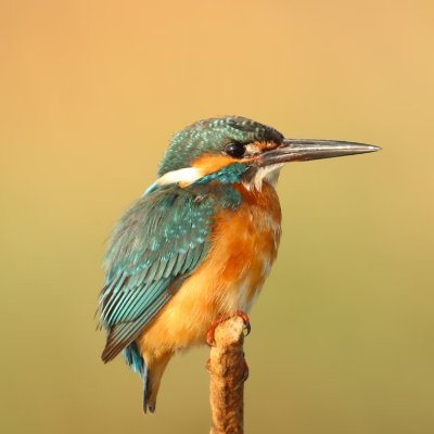 MehedA8154's profile picture. 