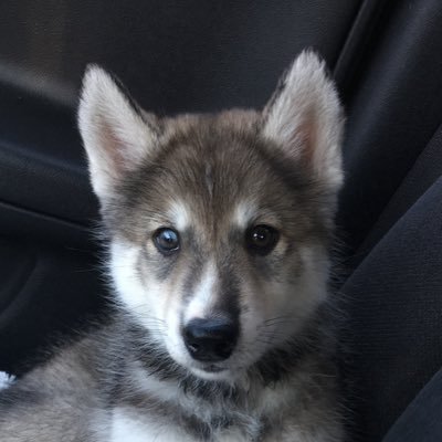 Red_SaidFred's profile picture. Charlie will never die, he lives in all of us and we will continue to follow his lead. Evil never wins.