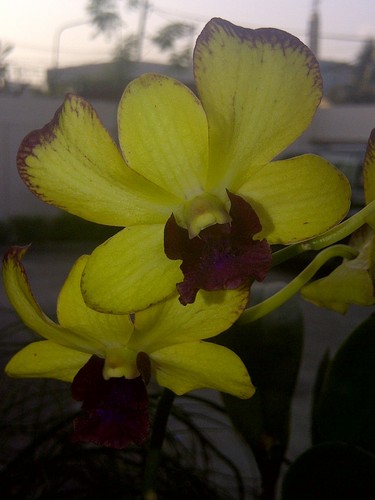 A passion for collecting beautiful orchids. We have the largest collection of orchids in Lagos available at our nursery.