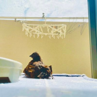 ruru_t_0's profile picture. フルーツジッパー大好き！！アイコン彼氏さんに撮ってもらった(*^^*)コリンウズラとハムスターと過ごしてます🐹デンリュウ🫶❤︎ 読書/スプラ（やけいしにミジュマル）/ポケモン/コナン/NEWS(カトシゲ)お絵描きect. 楽しく遊べたら嬉しいです✨読書垢→@RURU_1027yomu