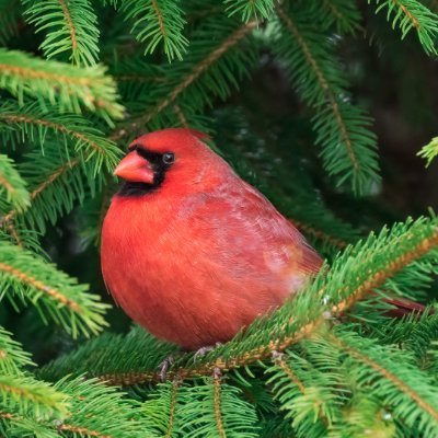 komusin717607's profile picture. 