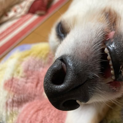 鮮鯉(せんこいらくんどっぐ)さんのプロフィール画像