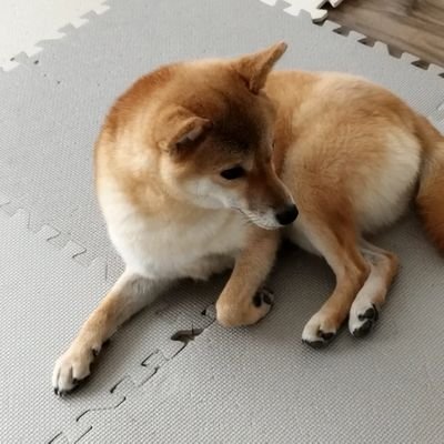 _mameshibaran's profile picture. 豆柴3歳