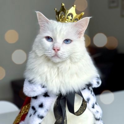fluffycat0x's profile picture. Meow. (Not Financial Advice)