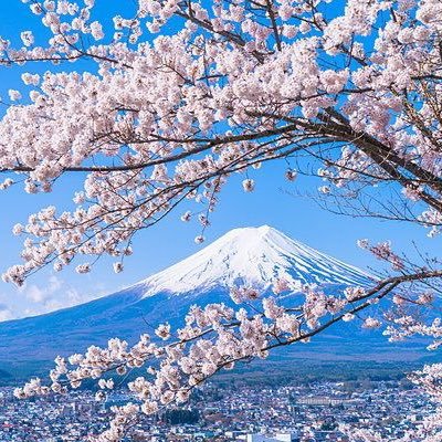 ProtectJapanNow's profile picture. 