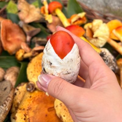 porcino_321's profile picture. 美味しいきのこを食べたい🍄