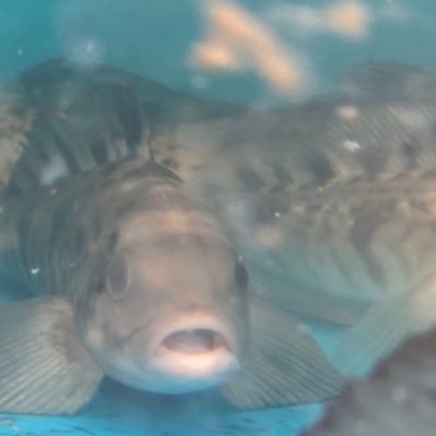 narunarupiyo's profile picture. 取引垢 🌈周辺B済み 18↑局留め可の方のみ にじさんじ交換譲渡初心者なので失礼があるかもしれません。本垢から取引垢に変えたばかりです。 本垢でお引き取り経験済み。他界もやってます！