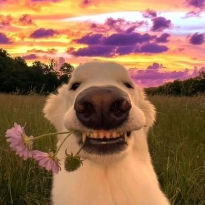 MisterSKCZ72481's profile picture. 