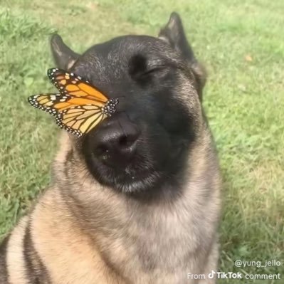 StarDewsells's profile picture. 