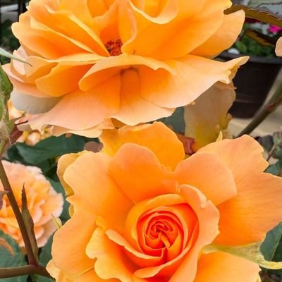 Mm0438920899755's profile picture. يارب إنك تدرك دعواتي حتى لو لم أنطق بها، اللهم حقّق لي ما أريد فأنت تعلم السِر وما يخفى، اللهم فوضتك أمري كله فجمّله خيرًا بما شِئت، واجعلني يا رب ممن نظرت إلي