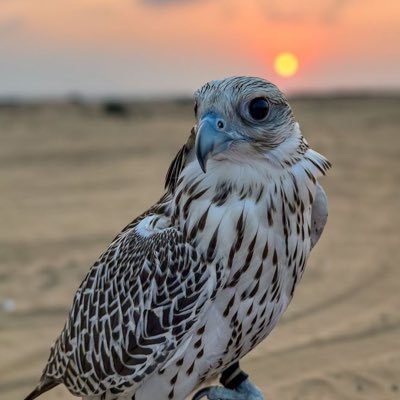Fz0nX's profile picture. اللهم احفظ دولة الإمارات، وأدم عليها نعمة الأمن والأمان، وبارك في قادتها وشعبها، ووفّقهم لما تحب وترضى، واجعلها دائماً منارة للسلام والتقدّم يا أرحم الراحمين