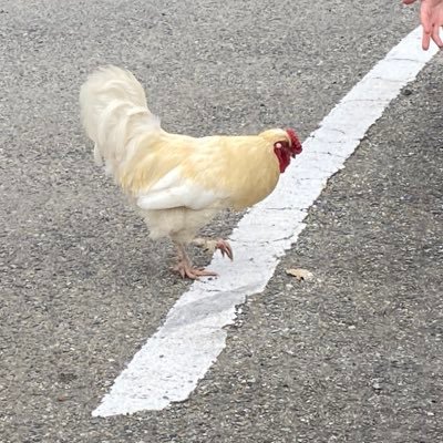 Manarinn1's profile picture. ウニ(16.8) 太鼓の達人(AC) 無言フォロー失礼します🙏