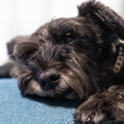 新しいものと愛犬カイト君が好きなソフトウエアエンジニア。 趣味は登山と写真。株式会社あどすぺの代表取締役やってます。有益なことは呟きません。