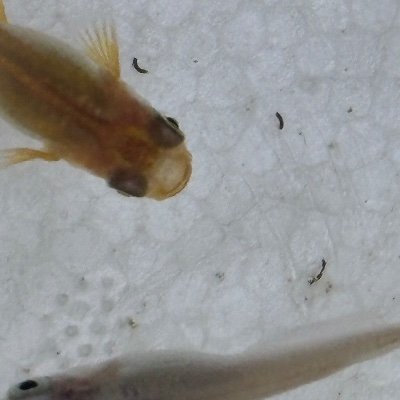 ofxwmnpRGt19799's profile picture. 