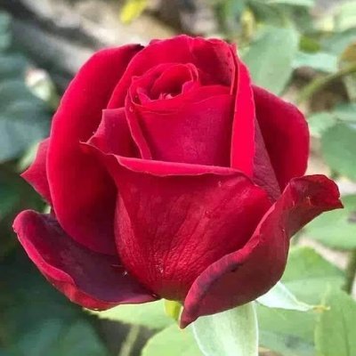 mdfaizbakhsh1's profile picture. Besiness