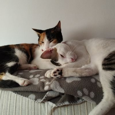 mujer, madre, 😃 enamorada de mis gatos, admiradora de mi familia y me gusta disfrutar de mis amigas, de la naturaleza y de un buen librro🍀🌲🍄💐