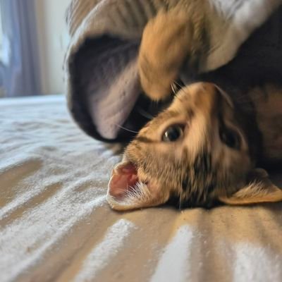 temquetem81520's profile picture. 