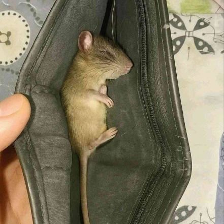 RifalScout2's profile picture. Gen⚫0011043