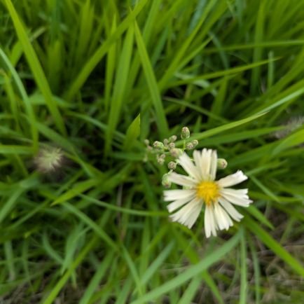 kisetuno__kaori's profile picture. 自然の絵を描くのが好き  🖌️
日々のきろくを絵に...

好きなことを大切に…☘️