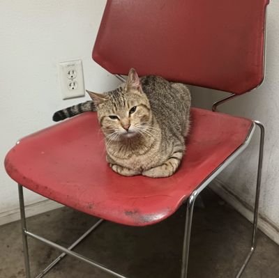 Lauryn953921's profile picture. 