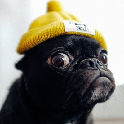 Loss hits → PUG smashes the donate button | Buy. Sell. Bless.
Every 5 % tax = Oxygen for a kid in PICU.
Make loss legendary.
Wait for the release | $PUGToken