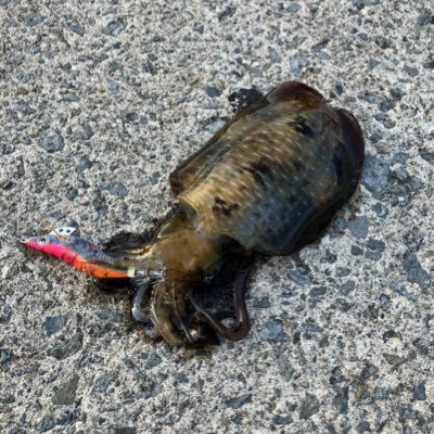 BAEzaQJMKE7197's profile picture. 下北半島を主なフィールドにして釣りしてます