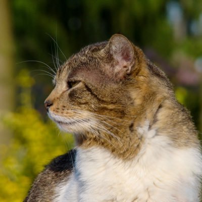 koerenkool's profile picture. dzien dobry