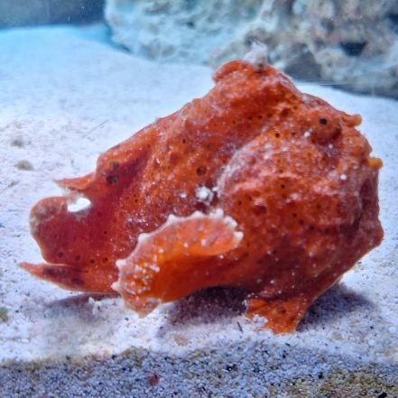 hrst_sOo's profile picture. ホロ︎🌟メイン。
🌺🎸🎭🐃🕯よりの箱推し。