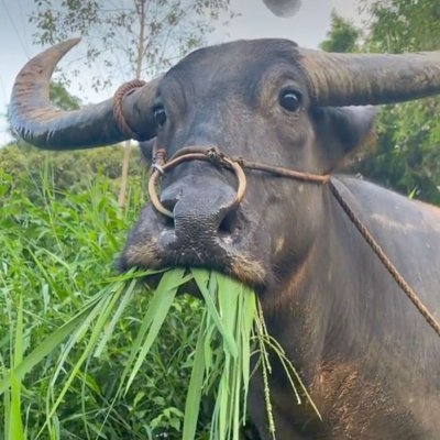 ApparaoDhillon's profile picture. 