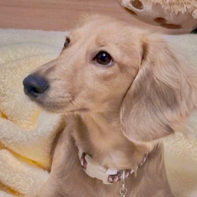 32sunny_boy's profile picture. 2024/11/18に生を受けたスーパーポジティブダックス。名をばサニーと申す。飼い主は写真へたくそ