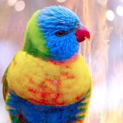 audisam47's profile picture. أَنَا لَسْتُ عَرَبِيًا مِنَ الشَّرْقِ الْأَوْسَطِ، وَلَكِنْ مِنْ خِلَالِ أَبْحَاثِي فِي تَارِيخِ الشُّعُوبِ وَالثَّقَافَاتِ، تَعَلَّمْتُ أَنَّهُ شَعْبٌ لَطَالَ