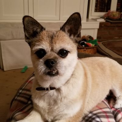 I had a wonderful life
01-2009 to 06-11-2025🌈
Co-host of #OTLFP with @MillieOTLFP
#AdoptDontShop #BeKind ❤️