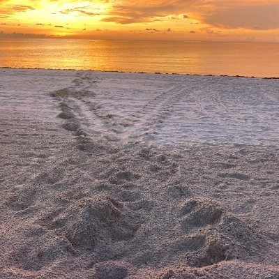 My profile picture is one I took of sea turtle tracks, showing where
the mom enters the beach to lay her eggs and then returns to the ocean when finished.