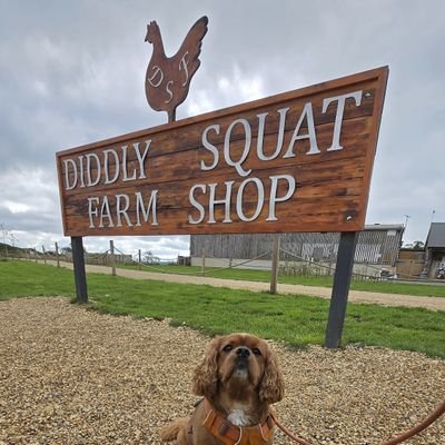 I'm a 8.5 year old Ruby cavalier King Charles Spaniel living my best life in Kent UK 🇬🇧. I love orange balls, the beach, licking ears and sausages.