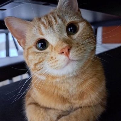 GabuzeruDK's profile picture. perfil anti umbandista com amor