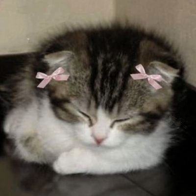 xddssn_'s profile picture. 𝒶𝒷𝑜𝓋𝑒 𝒶𝓁𝓁, 𝓉𝓇𝓎. 🌷