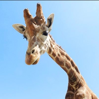 KYjcrC8jAt93884's profile picture. 主人が2020年希少ガンgistになりました😢抗がん剤が効かないタイプ（SDH欠損gist）のため経過観察で様子を見ています。数少ない病気のため同じ病気の方情報交換したいです。前アカウント消えてしまったため新たによろしくお願いします。勝手にフォロー失礼します🙇‍♀️仲良くしてください☺️#GIST#gist